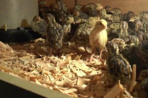 Zbog ptičijeg gripa: Počinje uništavanje 25.000 prepelica