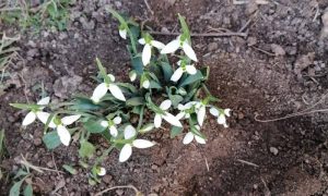 Procvjetale visibabe: Vjesnik proljeća se pojavio u januaru