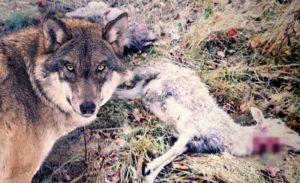 Krvoločni predatori upali u tor: Vukovi rastrgali ovce u Prijedoru