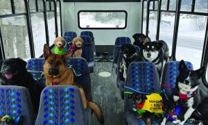 Najvoljeniji putnici: U ovom autobusu voze se samo psi VIDEO