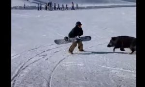 Prekinula uživanje na snijegu: Divlja svinja napala bordere VIDEO