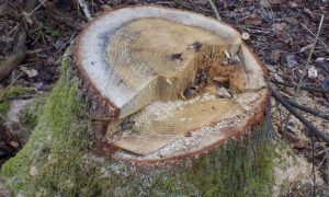 Hrastovi vrijedni 20.000 KM: Optužnica zbog krađe šume preminulog vlasnika