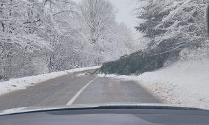 Vozači oprez: Stablo na putu Banjaluka – Kneževo