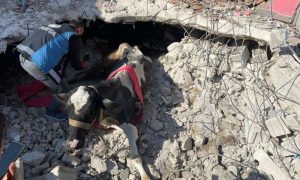 Spasena krava u Turskoj: Provela 17 dana ispod ruševina