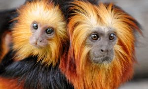 Mladić uhapšen: Ukrao majmune iz zoo vrta i prevezao ih gradskim prevozom