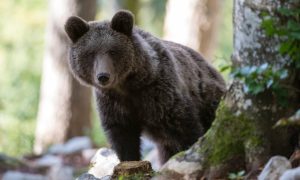 Lovci ubili medvjeda: Morali smo, penjao se na balkone