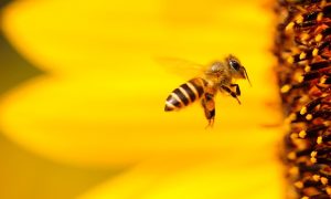 Naučnici ulili nadu agronomima: Robot oprašuje biljke umjesto pčela