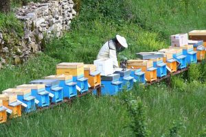 Da li će na tržištu biti domaćeg meda: Uvoz i kiša tanje zaradu pčelarima