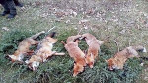 Organizovan lov kod Doboja: Odstrijeljeno sedam predatora