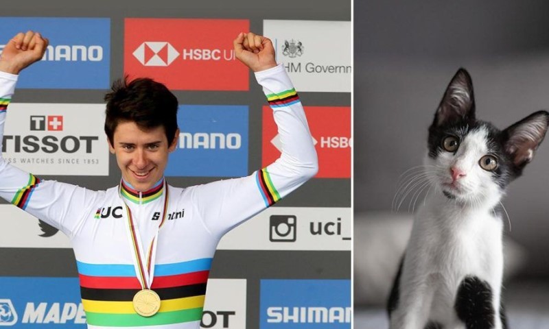 Pucao iz vazdušne pušku: Sportista upucao mačku od ministra