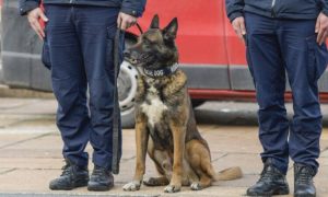 Srpski pas Zigi ide u penziju: Odradio odličan posao sa spasiocima u Turskoj