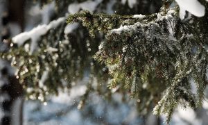Izmjereno nula stepeni: Na Žabljaku osvanuo novi snijeg