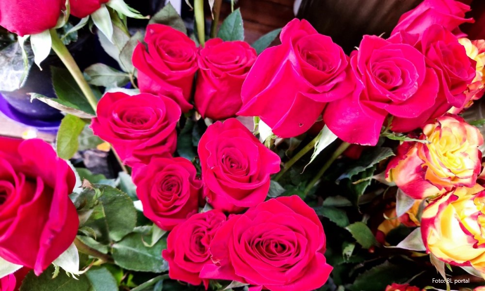 Korak po korak do raskošnog žbuna: Kako se sade ruže iz saksije