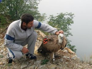 Nestao prije 15 godina: Pronađen bjeloglavi sup za kojim se tragalo