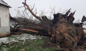 Bio jedan od najstarijih: Srušio se hrast koji je bio pod zaštitom države