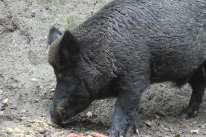 Nepozanato sa kog područja je došla: U Doboju pronađen leš zaražene svinje