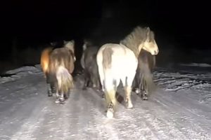 Snimljeni u “noćnoj šetnji”: Divlji konji na putu u Hercegovini VIDEO