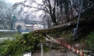 Drvo se srušilo na ženu i troje djece: Prošli bez težih povreda