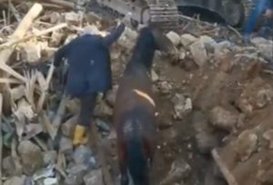 Čudo u Turskoj: Konj izvučen iz ruševina nakon 21 dan VIDEO