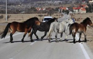 Dvije nezgode u sat vremena: U obje se automobili sudarili sa konjima, pričinjena veća materijalna šteta