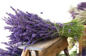 Lavanda za dobar san i rasterećen um