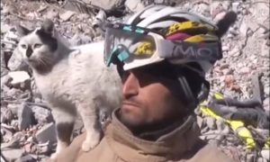 Zanimljiva situacija u Turskoj: Mačka koja je spasena iz ruševina se ne odvaja od spasioca VIDEO