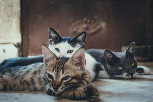 Mačke kao idealni ljubimci? Blagotvorna svojstva predenja