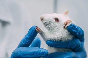 Revolucionarna studija: Američki naučnici uspjeli presaditi djeliće ljudskog u mozak štakora