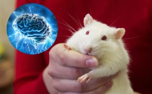 Da li su dijelovi mozga zamjenjivi: Šta se dogodilo kada su ljudski neuroni presađeni u pacova