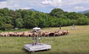 Iz Srbije stiže robot pastir, pogledajte šta umije VIDEO