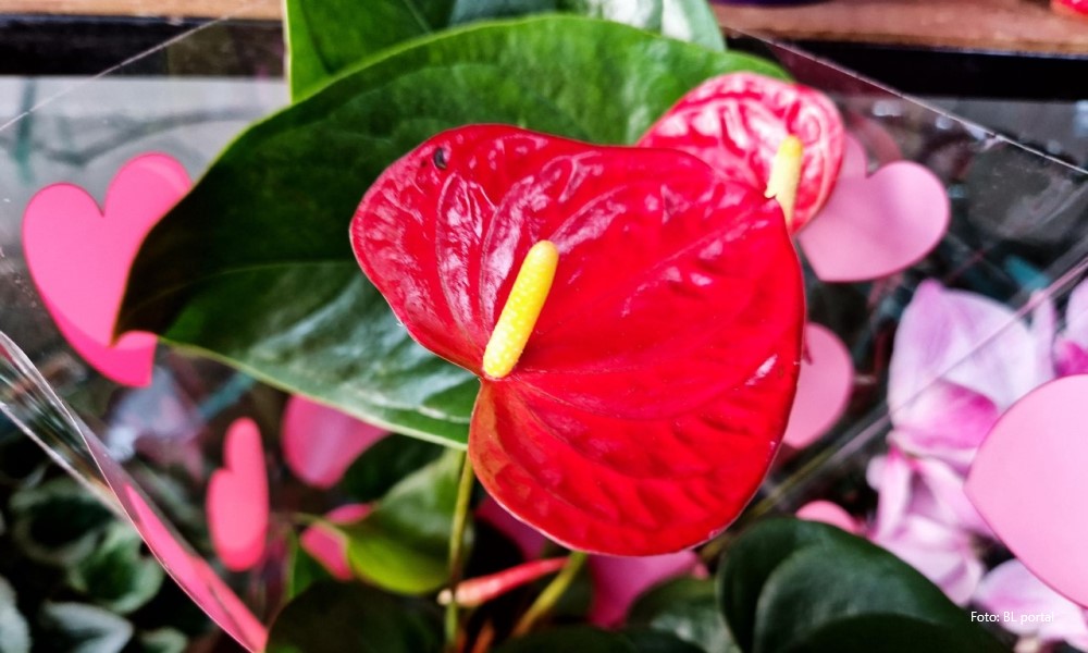 Trudite se, ali cvijeće ne cvjeta? Mnogi baš ovako griješe, a može sve da izgleda raskošno