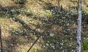 Prvi vjesnici proljeća u Banjaluci: Pojavile se visibabe i jagorčevina FOTO