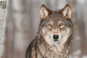 Policija nema prijava: Mediji izvijestili da su vukovi pojeli čovjeka kod Kneževa