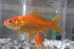 Kako su nastale zlatne ribice