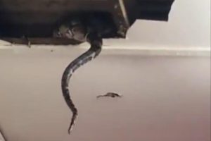 Ugledala zmije da vire iz plafona: Pokušala da ih skine, uslijedio pravi horor VIDEO