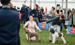 Spektakl za ljubitelje pasa: U Banjaluci otvorena manifestacija „BL Dog Show 2023“