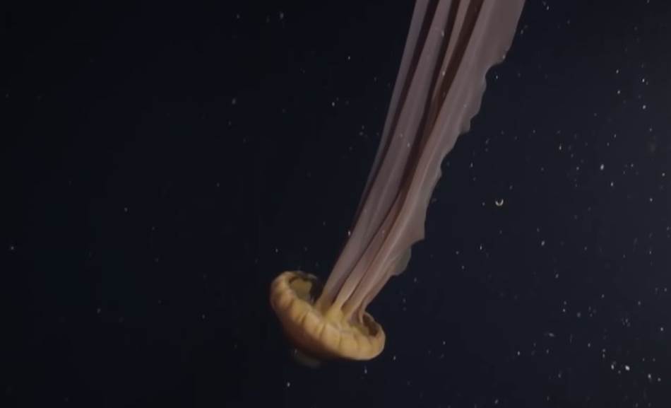 Turisti u privatnoj podmornici snimili neobično stvorenje sa pipcima dugim preko devet metara VIDEO