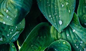 Uz pomoć vjetra i kiše: Umjetno lišće proizvodi električnu energiju