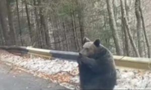 Neobičan prizor: Šumar naletio na ženku medvjeda kako sjedi na asfaltu
