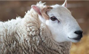 Stigle prijave: Ovce pobjegle iz klaonice i lutale gradom VIDEO