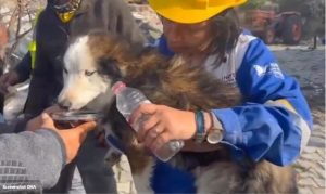 Video iz Turske koji će vas rastopiti: Haskija spasili nakon 23 dana VIDEO