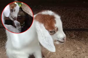 Vlasnici farme u nevjerici: Rođena koza sa osam nogu VIDEO