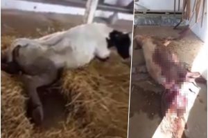 Uznemirujuće scene u Poljoprivrednoj školi: Mrtva svinja leži u lokvi krvi, krava nepokretna VIDEO