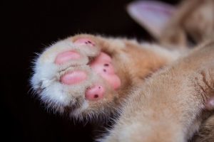 Životinja preminula od povreda: Puškom ubio mačka, alarmirana policija