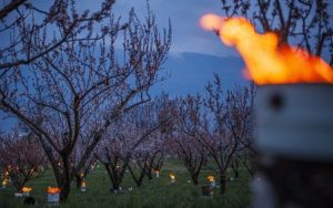 Zaštititi voćnjake: Agrometeorolozi upozoravaju na moguću pojavu mraza