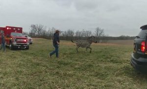 Nesvakidašnji slučaj nasilja: Policajci usmrtili zebru, tvrde da ih je proganjala