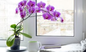 Kako da brinete o orhidejama: Njihov životni vijek može dostići i po nekoliko godina