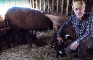 Nesvakidašnja prinova: Ovca ojagnjila petoro jagnjadi VIDEO