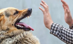 Savjeti koji mogu da vas spasu: Evo kako da reagujete kada pas krene da vas napadne