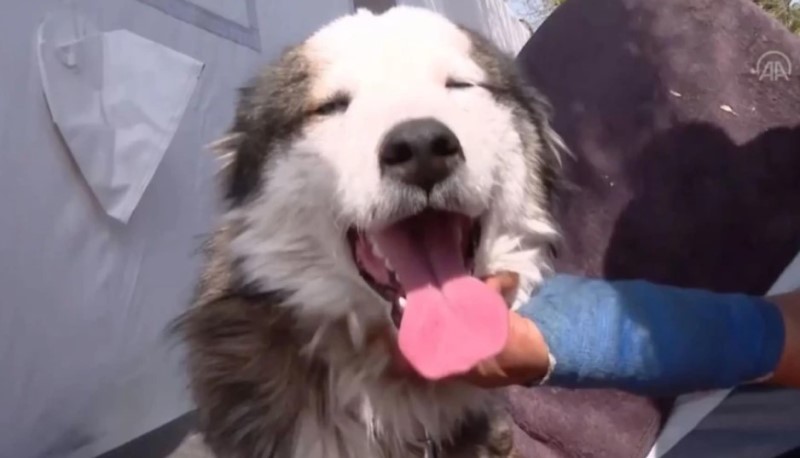 Skoro pa nestvaran slučaj u Turskoj: Pas preživio čak 23 dana ispod ruševina